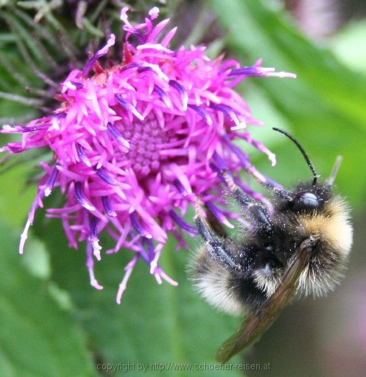 Bad Feilnbach > Hellstoaalm > Erdhummel