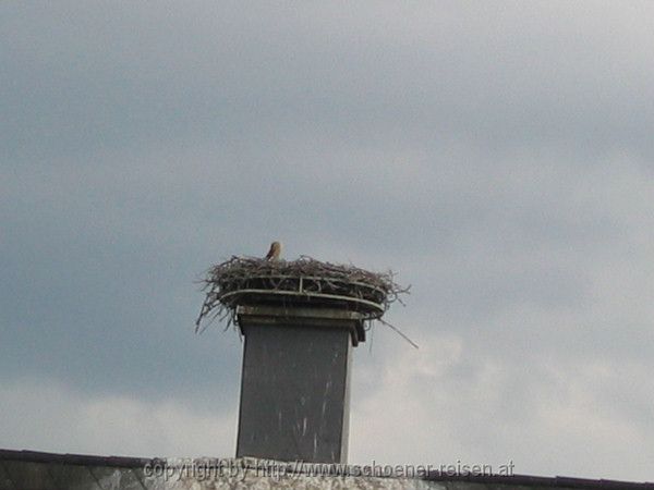 VÖGEL > Storch2