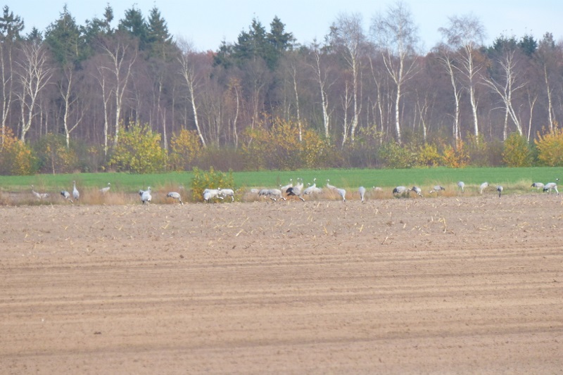 Kraniche im Vehnemoor