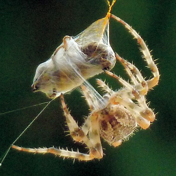 Gartenkreuzspinne (Araneus diadematus)