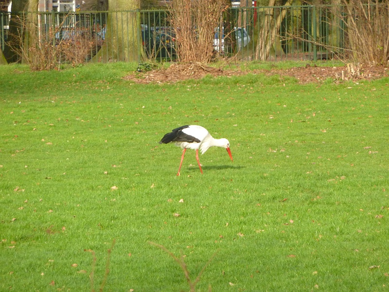 Storch in Apeldoorn