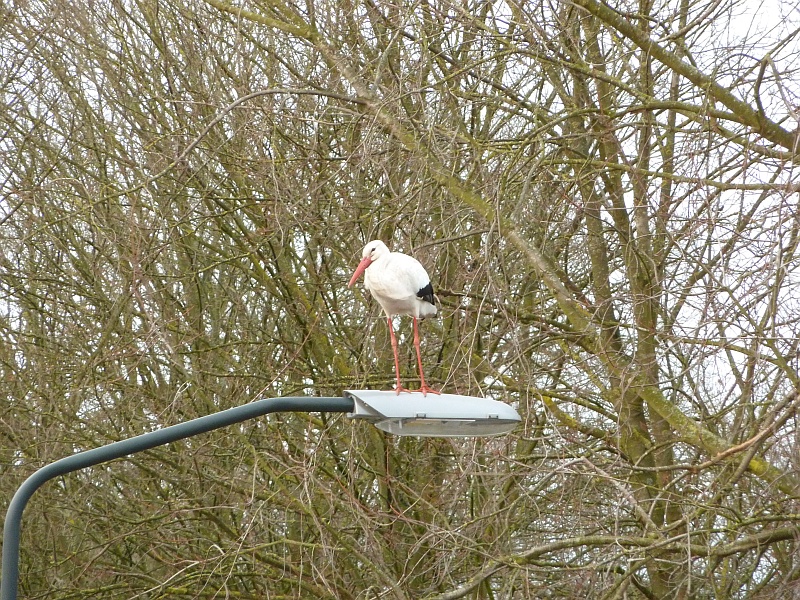 Storch in Apeldoorn