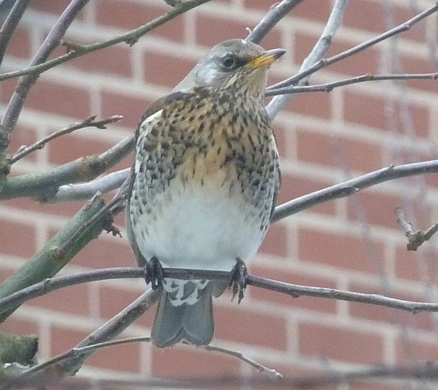 Vogel in Helgas Garten 2