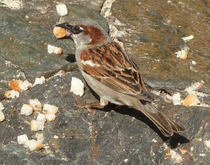 Spatz beim Frühstücken