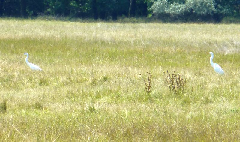 H:Silberreiher am Rande der ungarischen Tiefebene