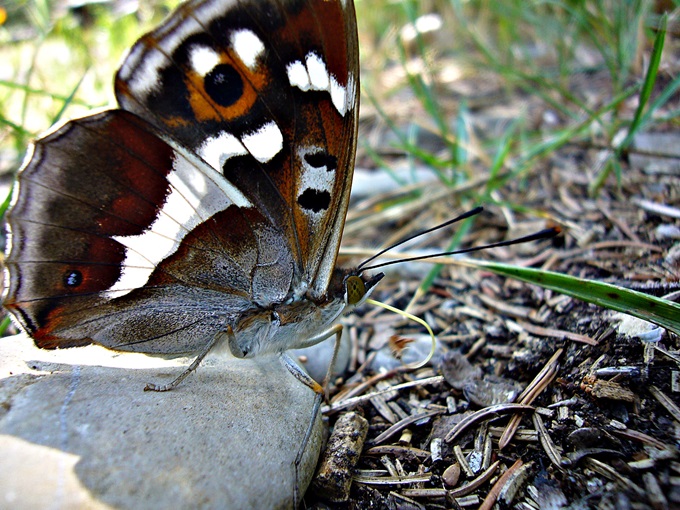 Schöner Schmetterling