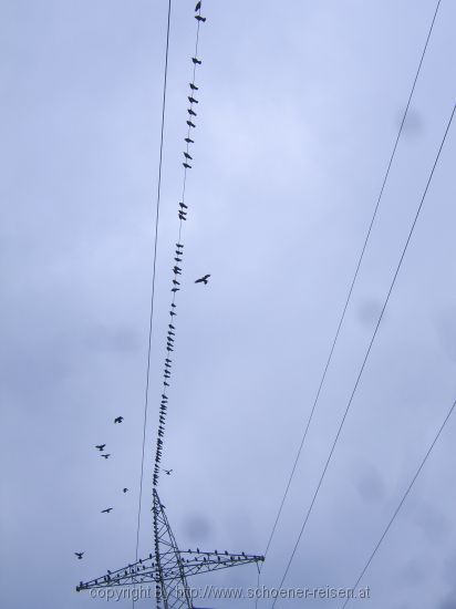 Vögel auf der Leitung