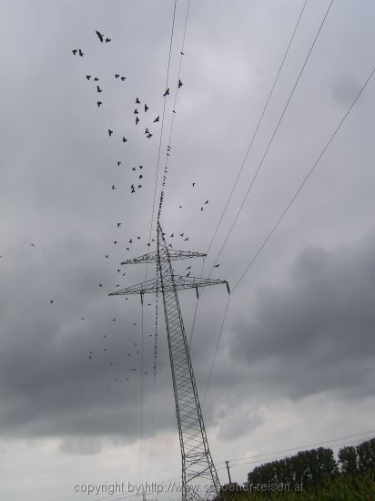 Vögel am Abflug von der Leitung