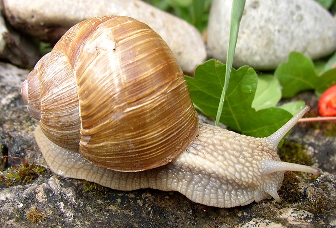 Weinbergschnecke