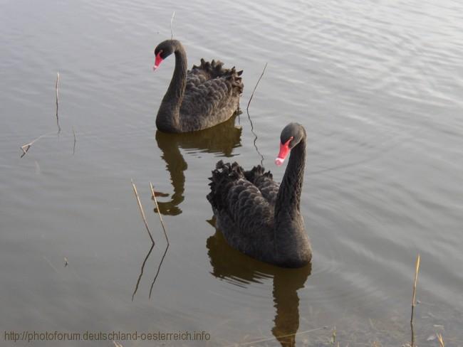 VÖGEL > Trauerschwäne auf einem Fischweiher