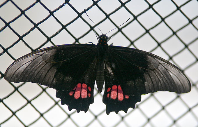 Botanischer Garten > Tropische Schmetterlinge