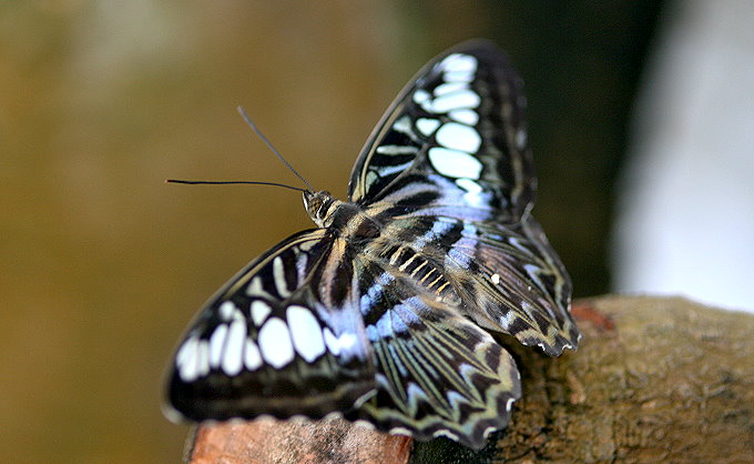 Botanischer Garten > Tropische Schmetterlinge 3