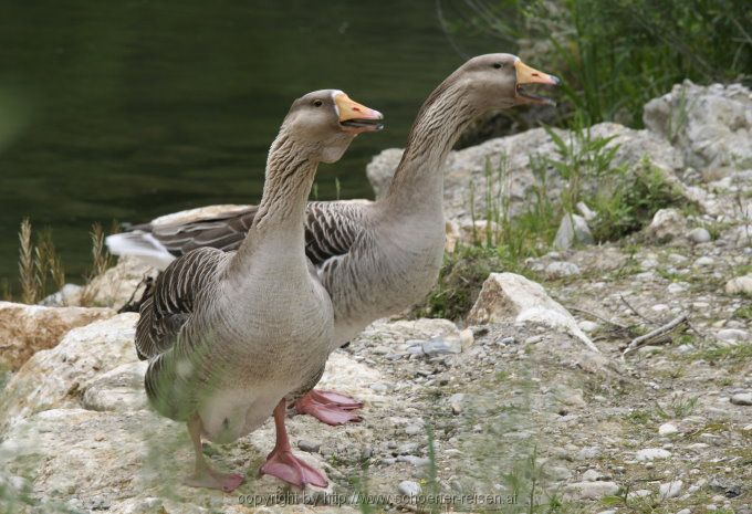 Chiemsee > Gänse