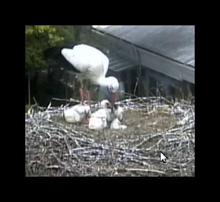 Storch beim Hausputz1_2015.05.15_12h22m27s_003_