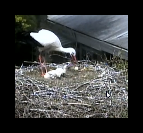 Storch beim Hausputz3 2015.05.15_12h23m03s_004_