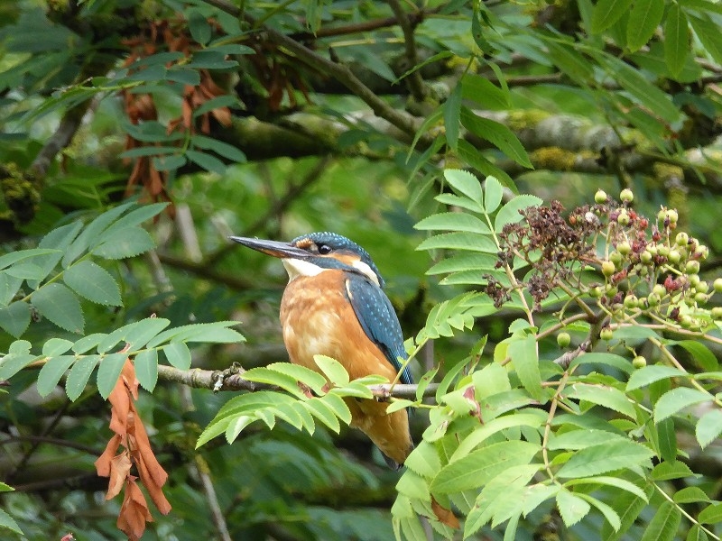 Eisvogel3