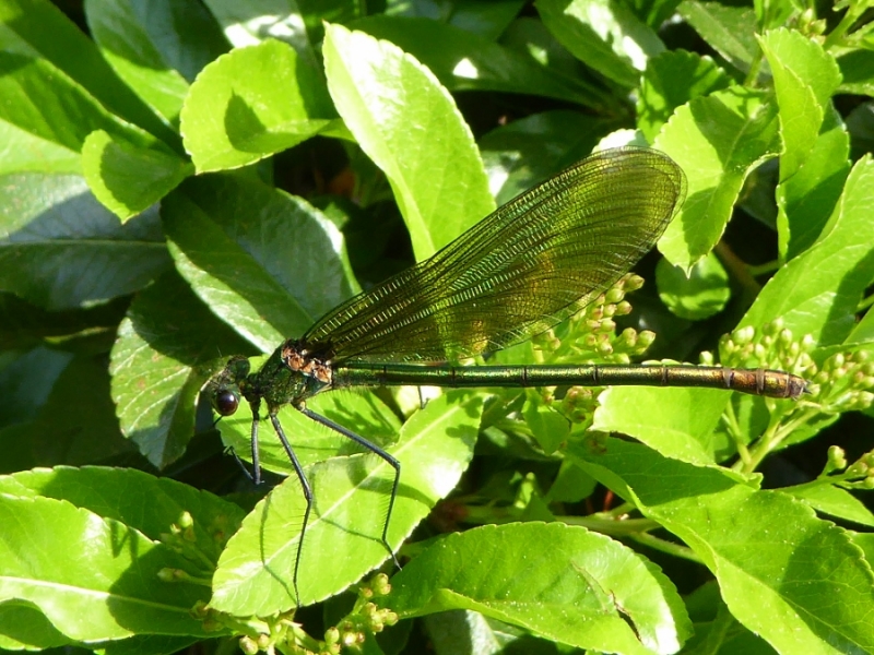 Gebänderte Prachtlibelle (Calopteryx splendens), Weibchen