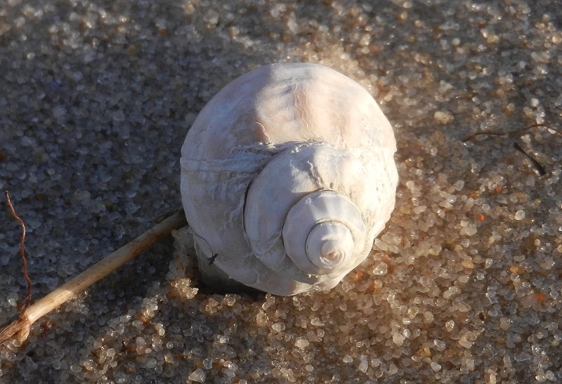 Hörnum Wattseite Wellhornschnecke (4)800