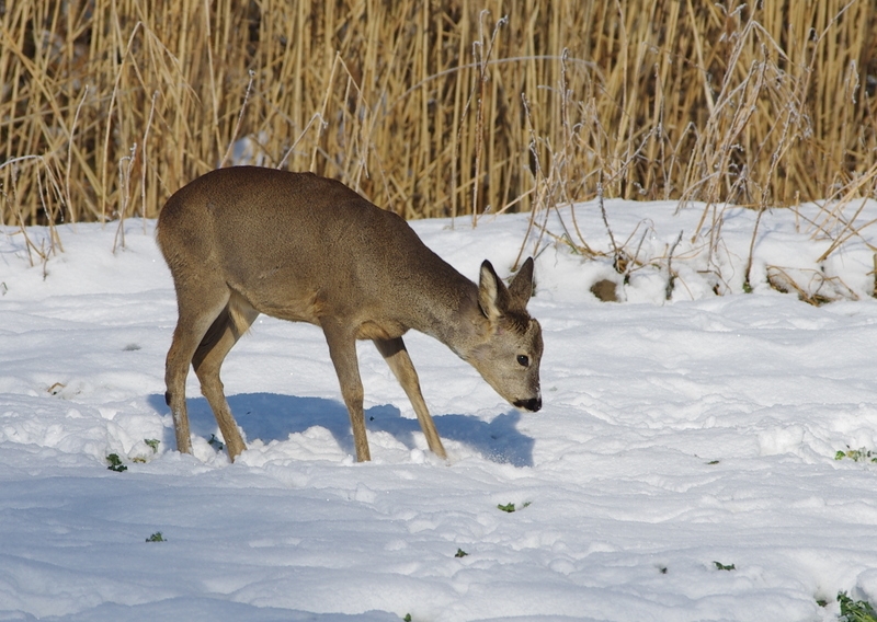 Rehe