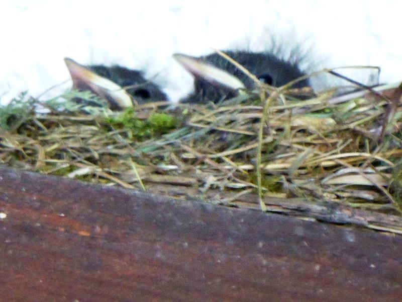 kleine Rotschwänzchen