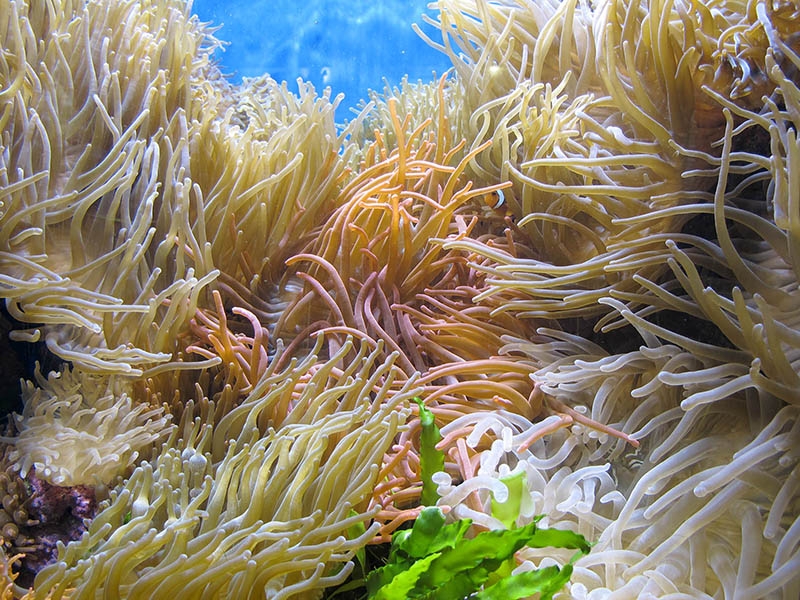 Koralle1