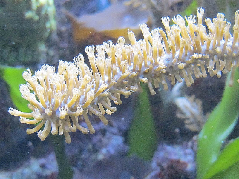 Koralle11
