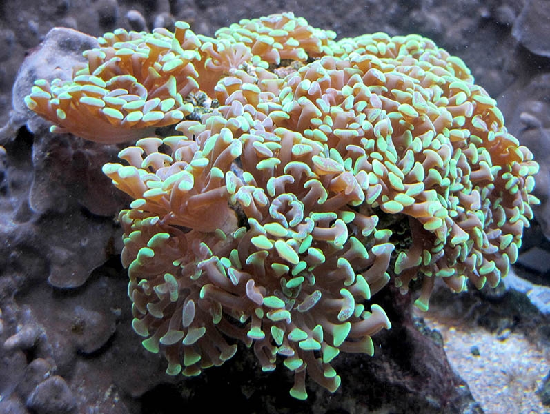 Koralle5