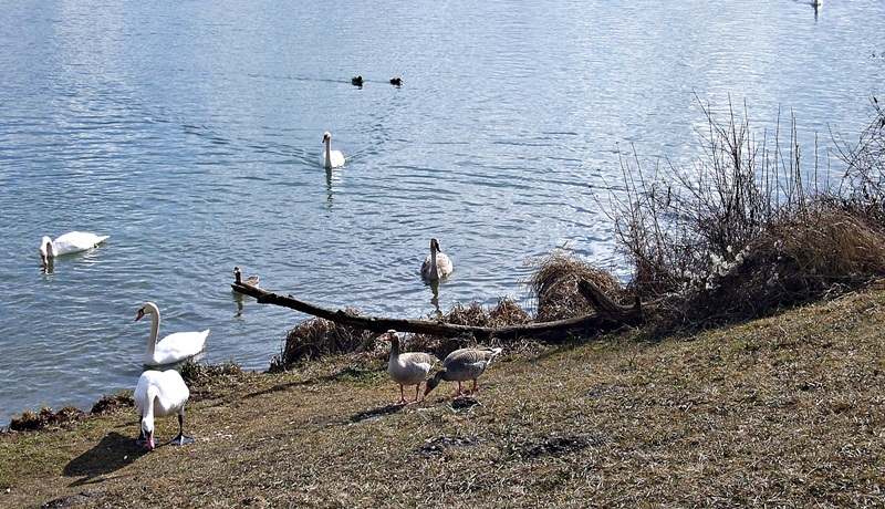 Schwäne füttern