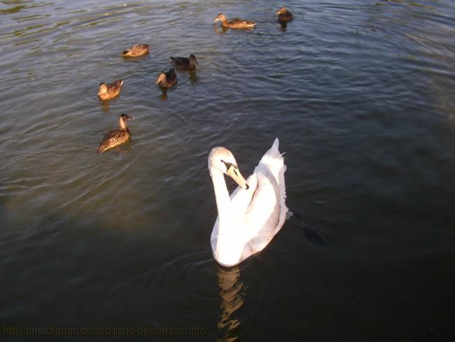 VÖGEL > Schwan und Enten auf dem Chiemsee