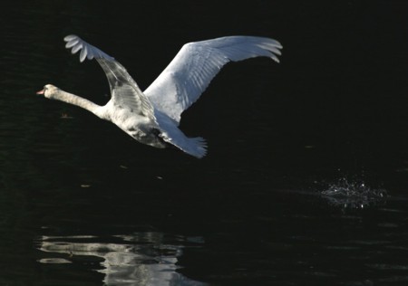 Schwäne im Flug