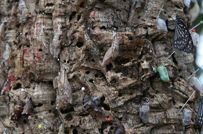 Botanischer Garten > Tropische Schmetterlinge