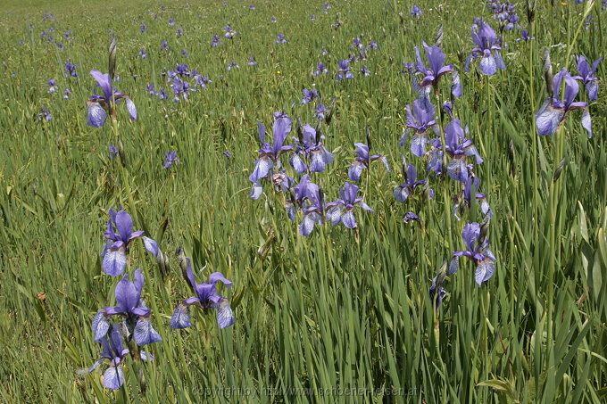 Chiemsee > Iris sibirica