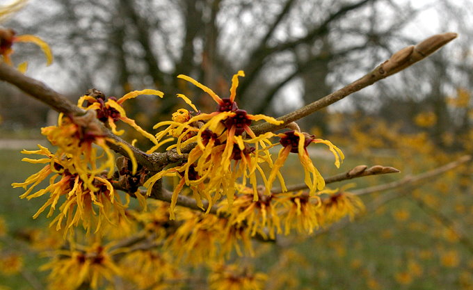 MÜNCHEN > Botanischer Garten