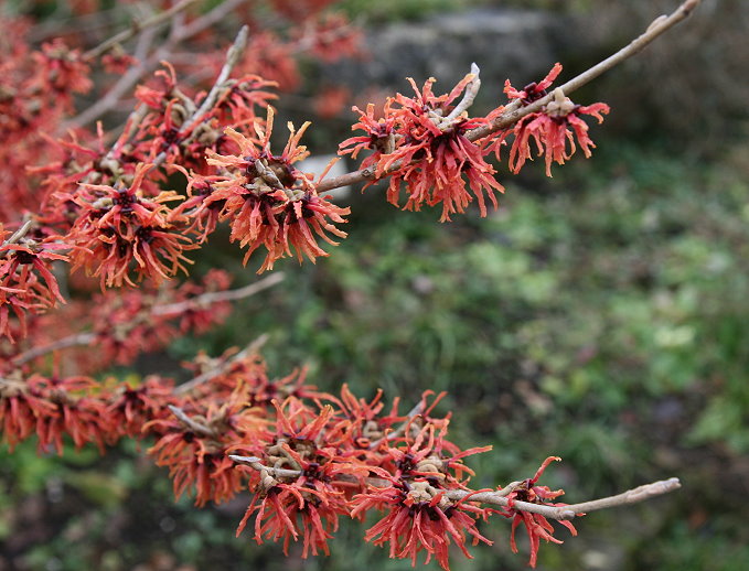 15_19.2.11_Botanischer_Garten_Mnchen_206_680.jpg