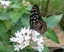 MÜNCHEN > Botanischer Garten