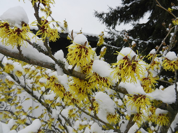 Hamamelis Zaubernuss 2