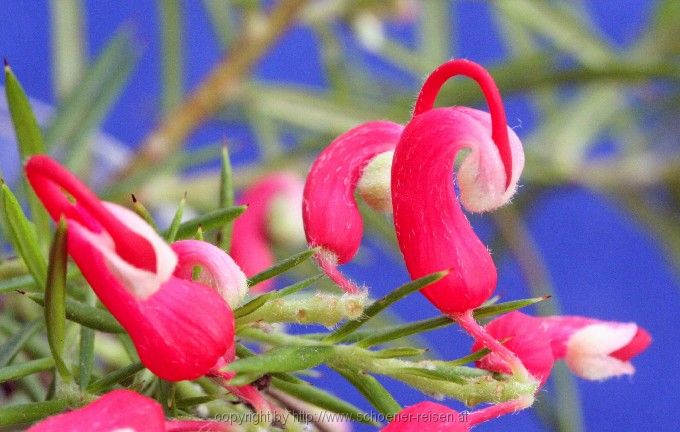 Blüte im Oktober 3