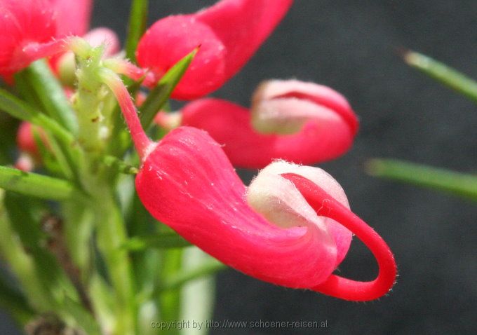 Blüte im Oktober