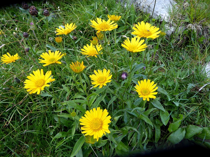 8 Ochsenauge 001