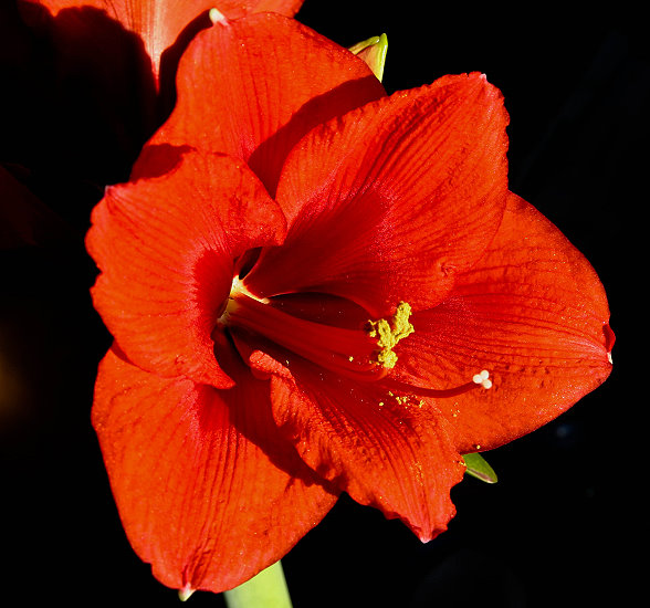 Amaryllis