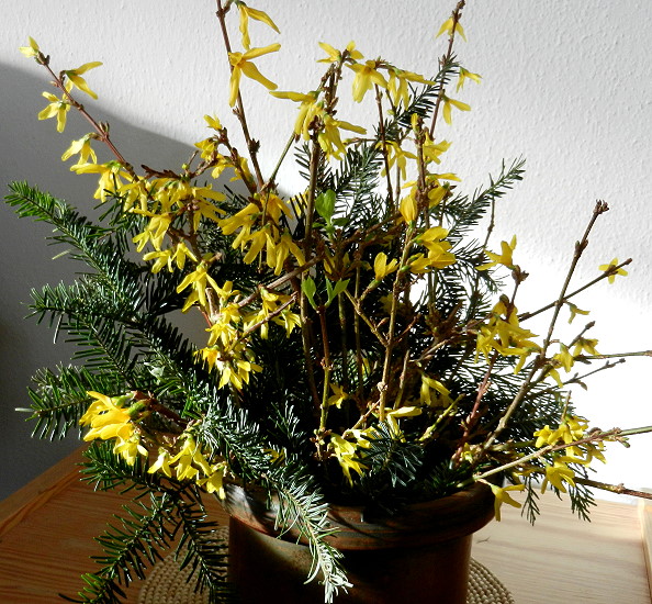 Barbarazweige Forsythien