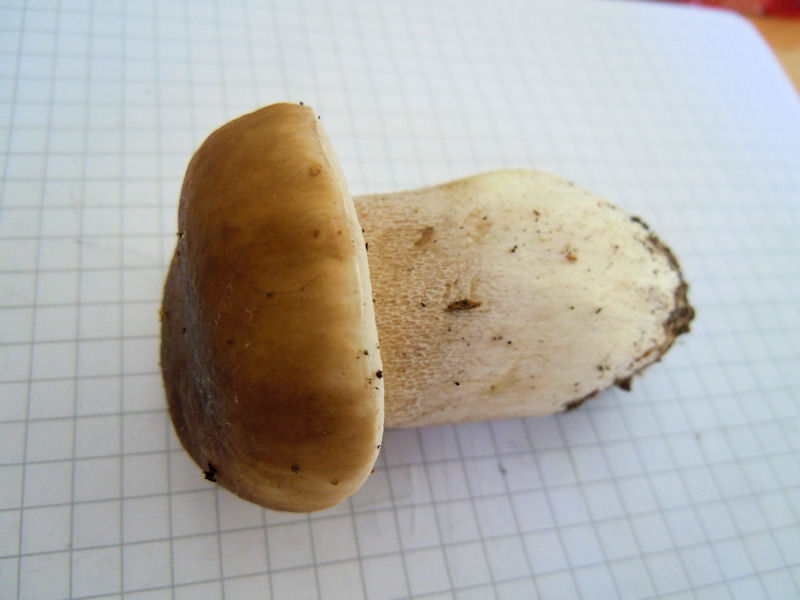 Steinpilz