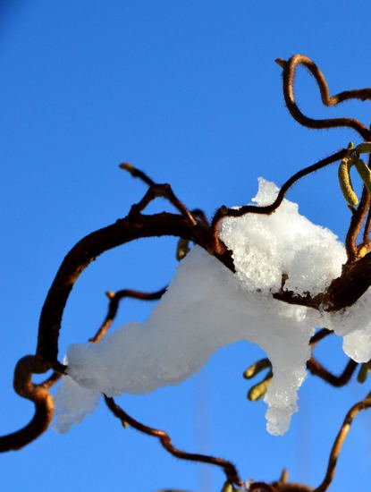 Sternmagniole im Winter