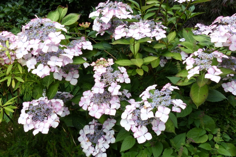 Hortensie