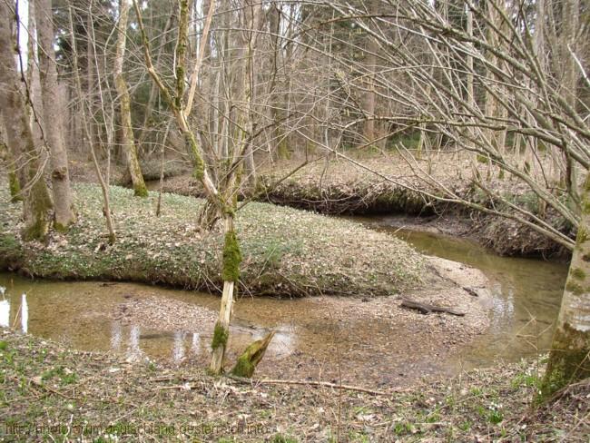 FRÜHLINGSBLÜHER > im Moor bei Bad Aibling > Tausende von Märzenbechern