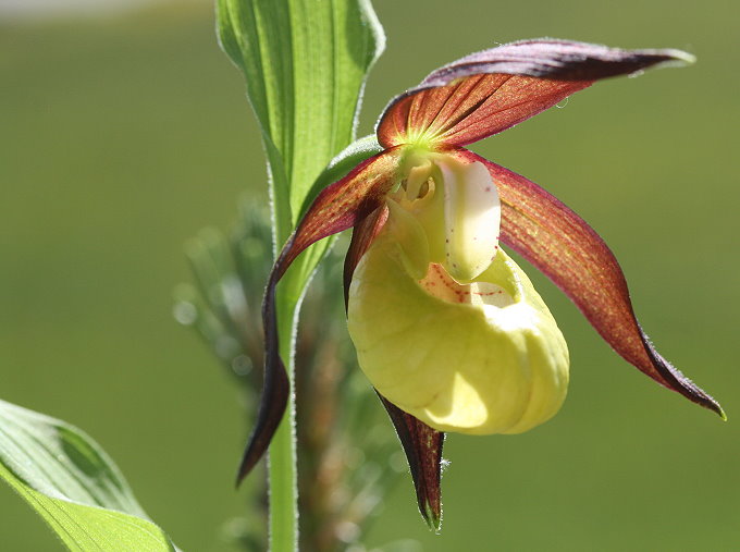 Macro_Frauenschuh_003__680.jpg