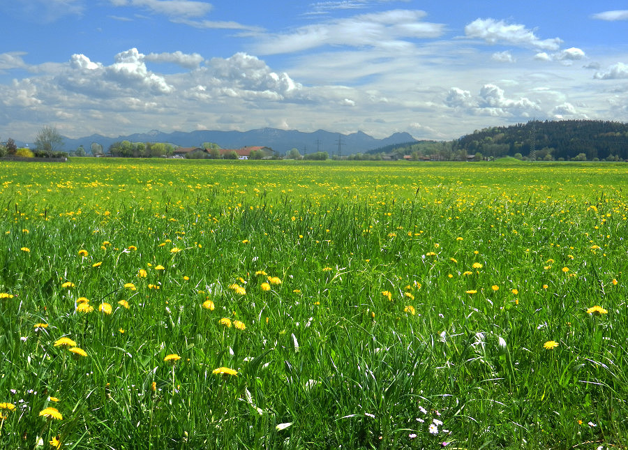 Löwenzahnblüte