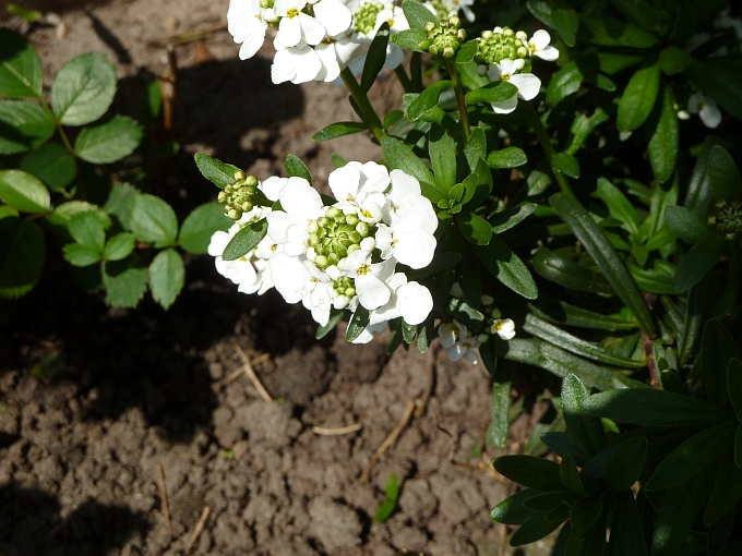 Frühlingsblume