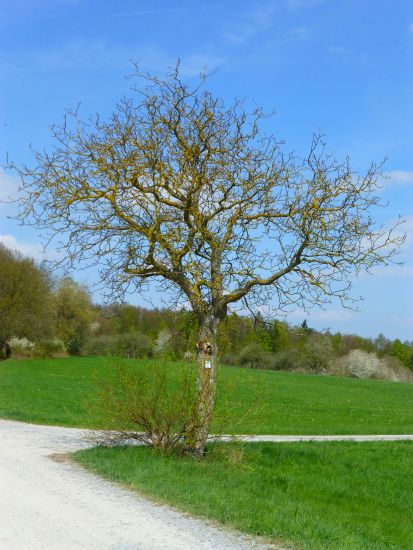 Baum mit Farbsättigung