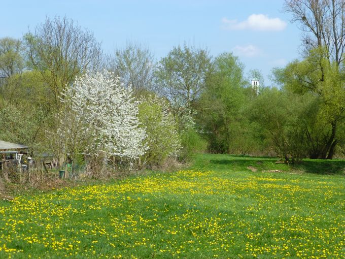 Wiese am Main